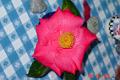 Camellia Flower Pictures